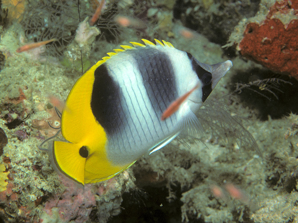 Chaetodon ulietensis (Pesce farfalla dalle due selle)